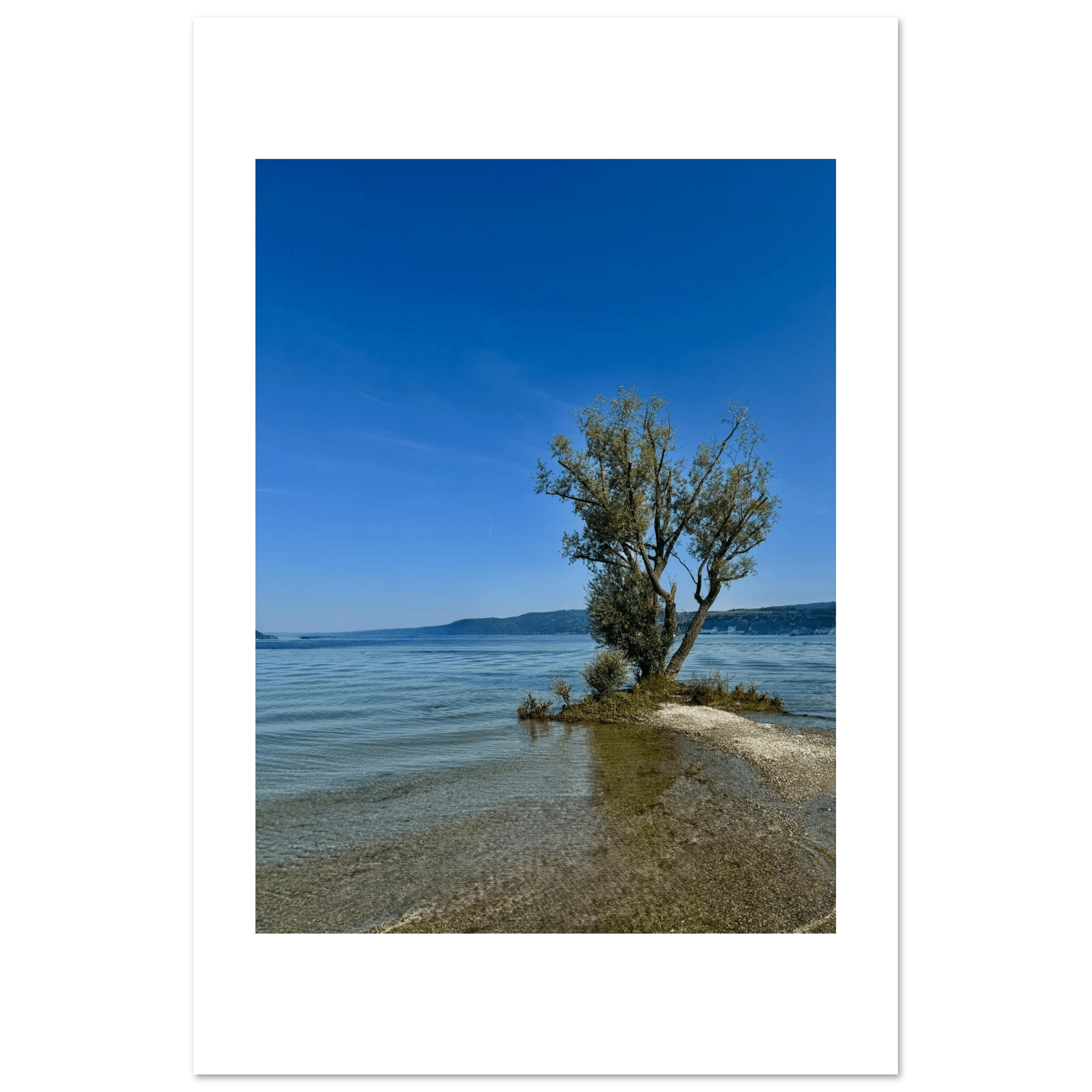 Aluminum print of a majestic tree on a European lake, nature-inspired travel collection wall art with vivid colors and detailed scenery.