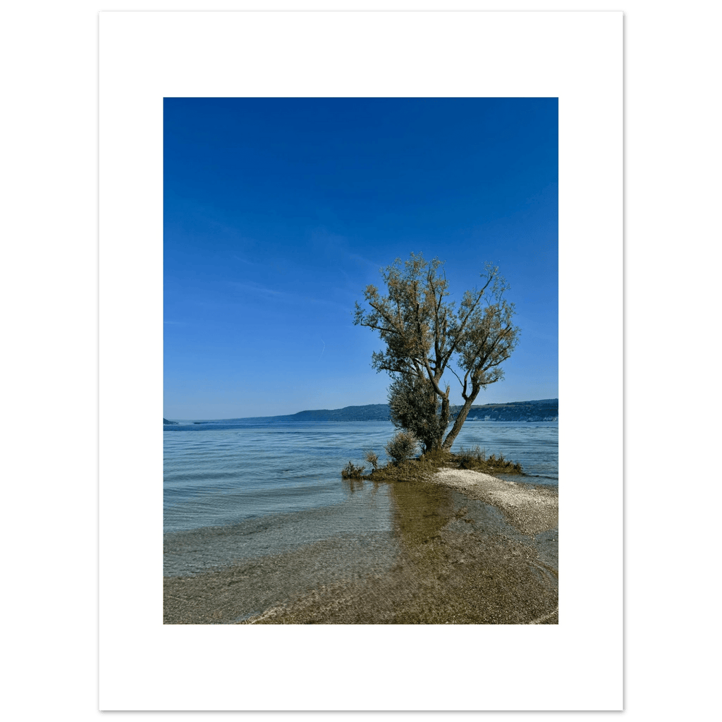 Aluminum print of a majestic tree near a European lake, nature-inspired wall art from the Travel Collection, Studio Edition.