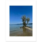 Aluminum print of a majestic tree near a European lake, nature-inspired wall art from the Travel Collection, Studio Edition.