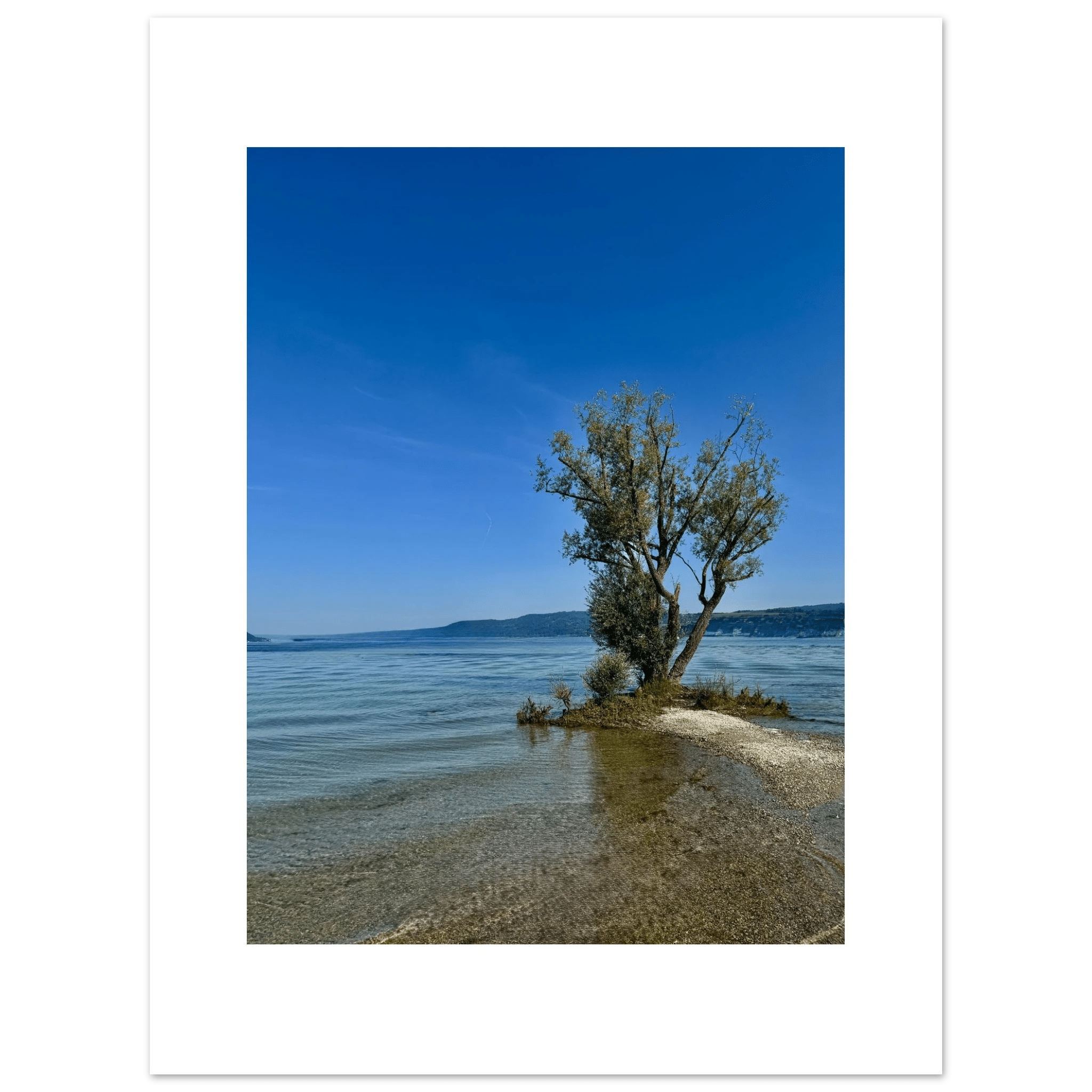 Aluminum print of a majestic tree near a European lake, nature-inspired wall art from the Travel Collection, Studio Edition.