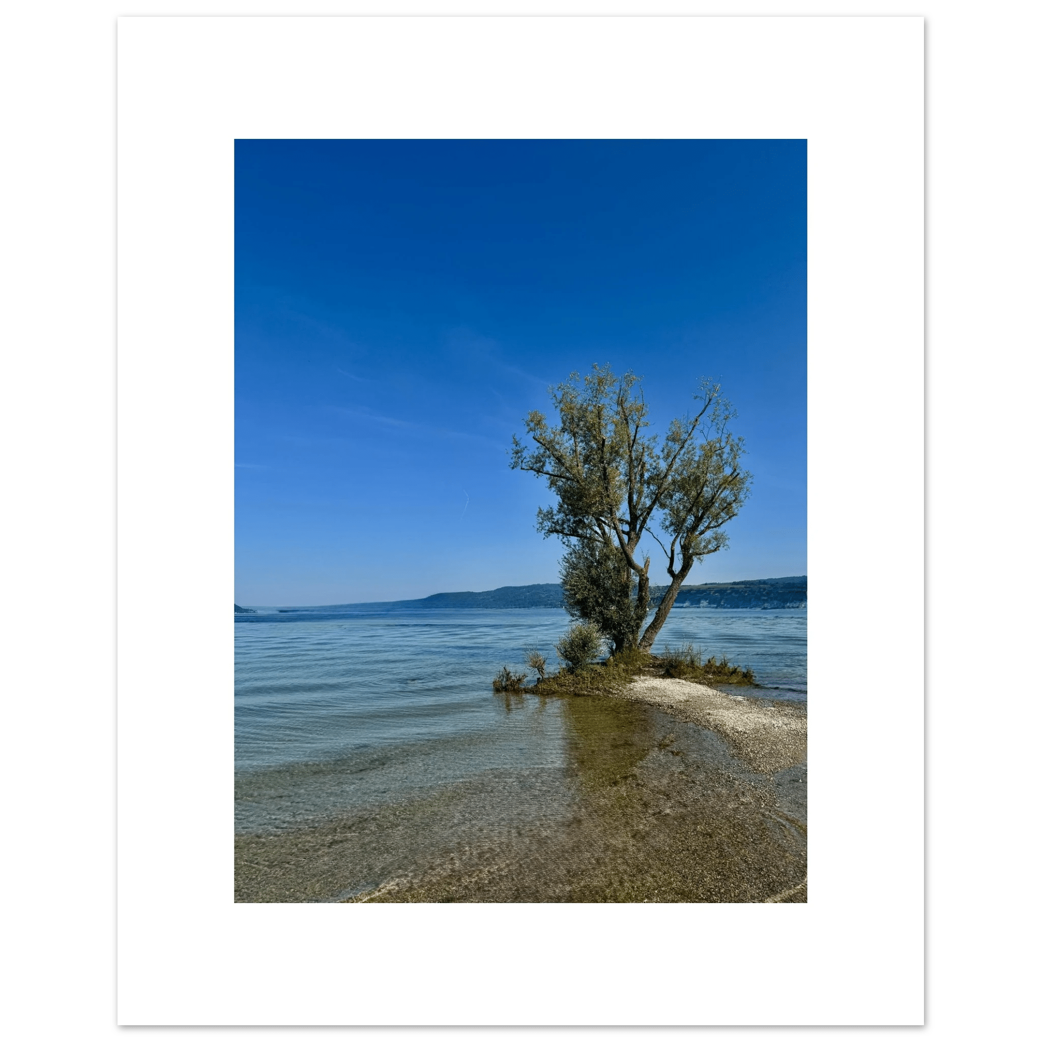 Majestic tree on a European lake aluminum print, nature-inspired wall art from the Travel Collection, studio edition, 20x30 cm.