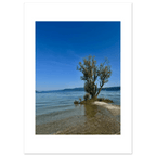 Aluminum wall art print of a majestic tree on a European lake, nature-inspired wall decor from the Travel Collection.