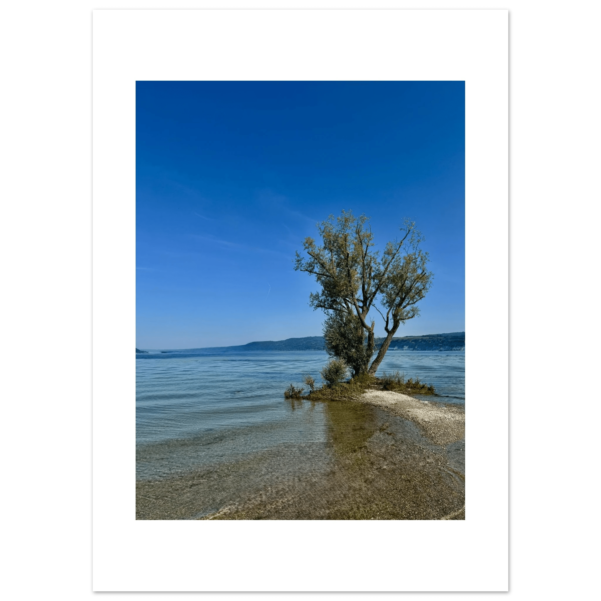 Aluminum wall art print of a majestic tree on a European lake, nature-inspired wall decor from the Travel Collection.