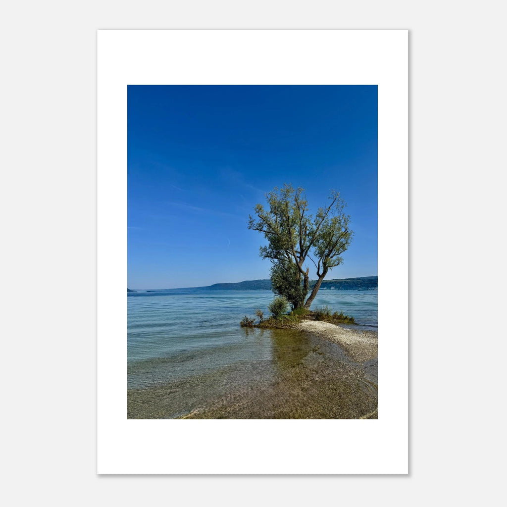 Aluminum print of a majestic tree on a European lake, nature-inspired wall art from My Store's Travel Collection, studio edition.