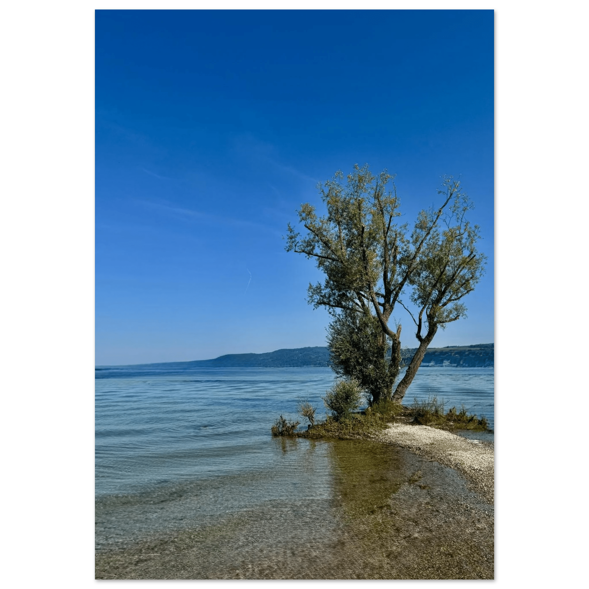 Majestic Tree on a European Lake Aluminum Print – Nature - Inspired Wall Art - CaliCuration