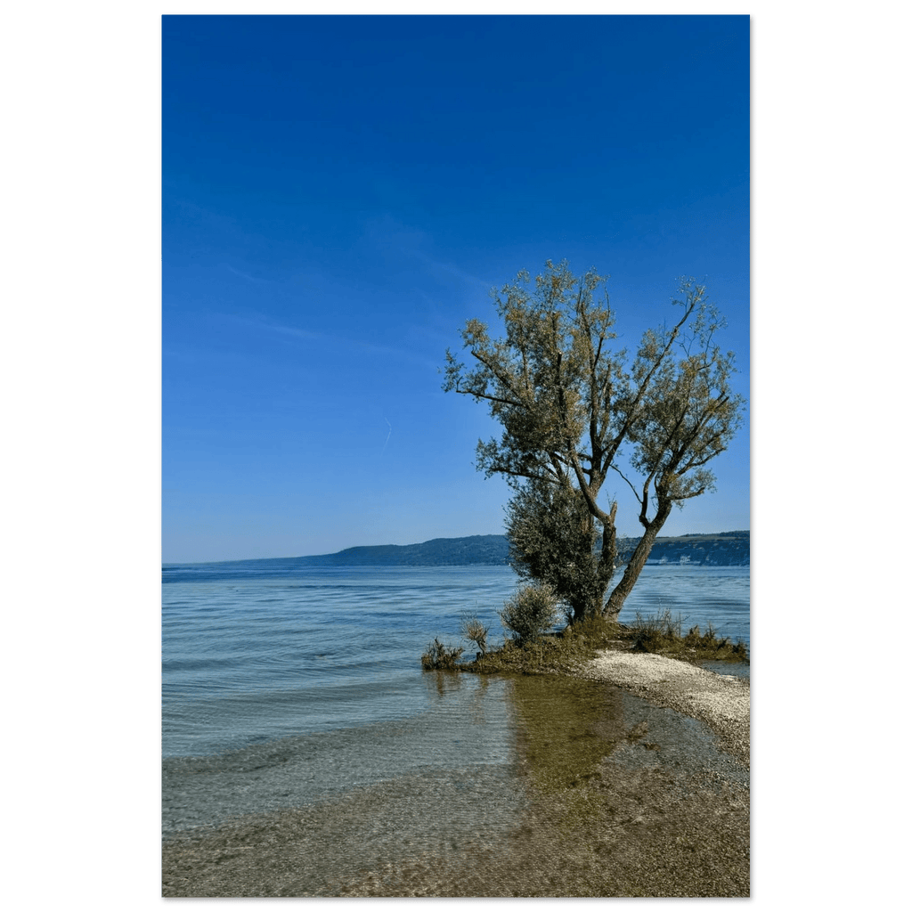 Aluminum print of a majestic tree by a European lake, nature-inspired wall art from the Travel Collection, Studio Edition.