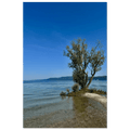 Aluminum print of a majestic tree by a European lake, nature-inspired wall art from the Travel Collection, Studio Edition.
