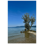 Aluminum print of a majestic tree by a European lake, nature-inspired wall art from the Travel Collection, Studio Edition.