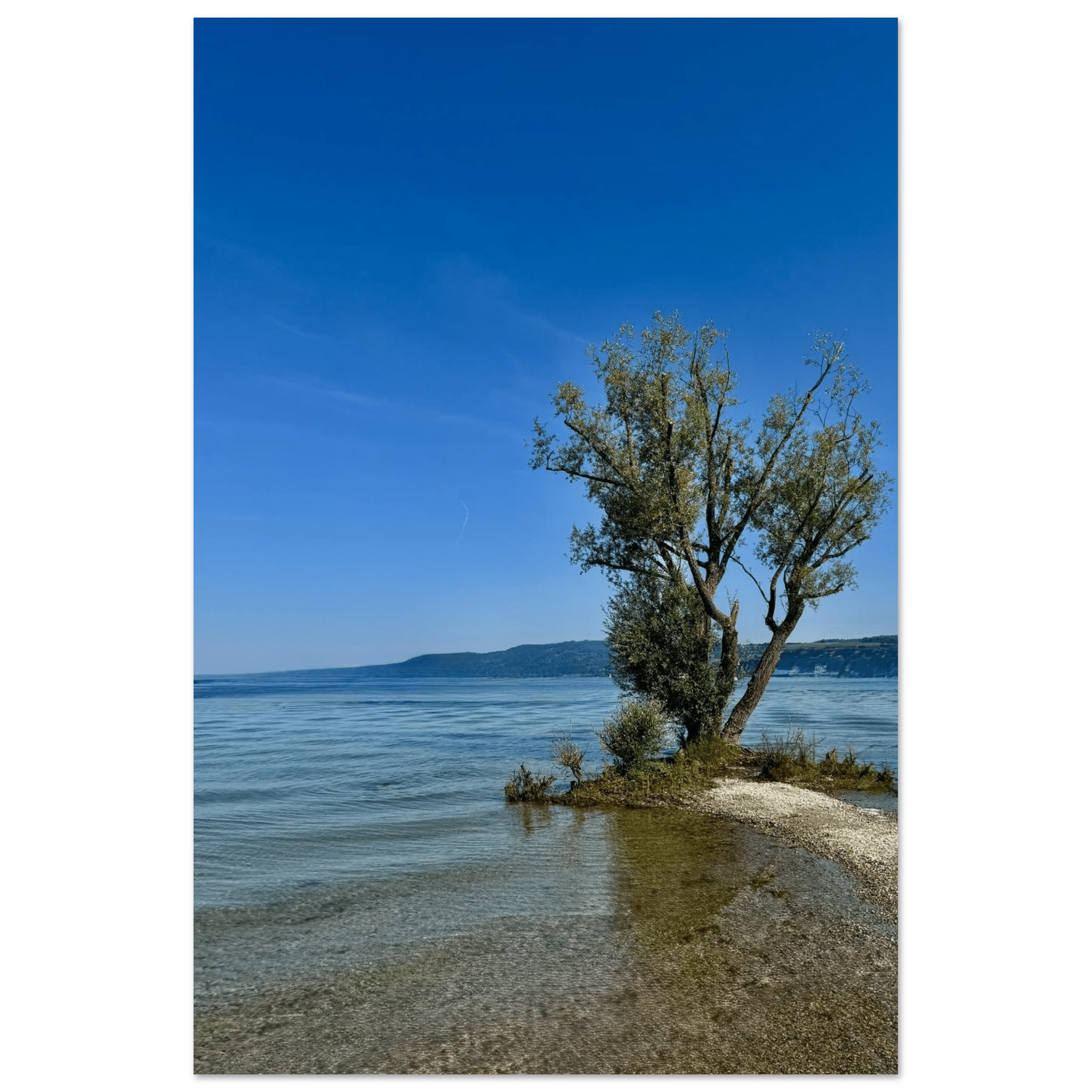 Majestic Tree on a European Lake Aluminum Print – Nature - Inspired Wall Art - CaliCuration