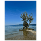 Majestic tree on European lake aluminum print, nature-inspired wall art from the Travel Collection, studio edition, 20x30 cm.