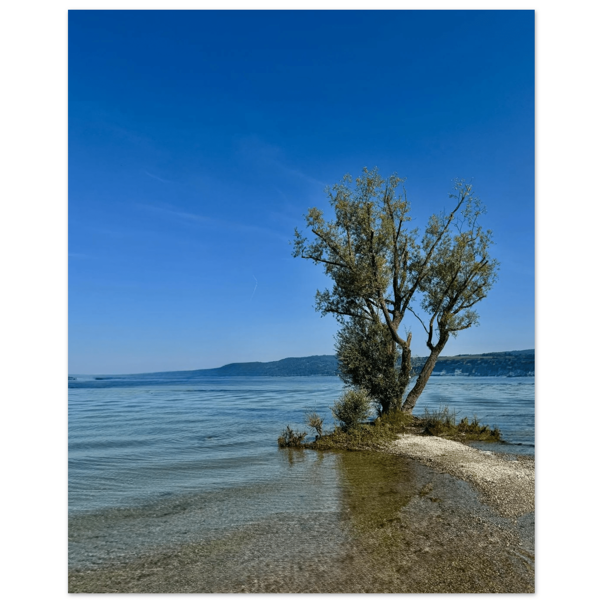 Majestic tree on European lake aluminum print, nature-inspired wall art from the Travel Collection, studio edition, 20x30 cm.