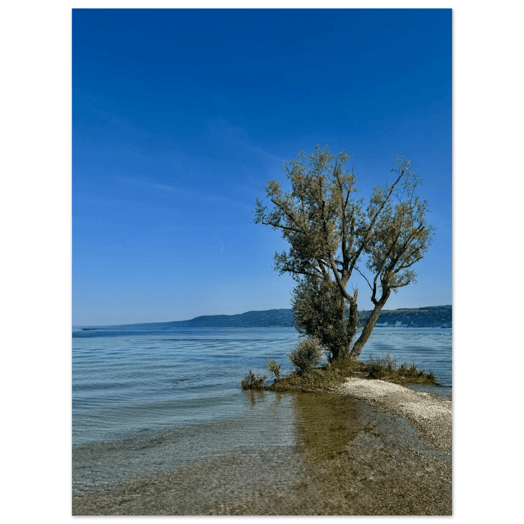 Aluminum wall art print of a majestic tree on a European lake, part of the Nature-Inspired Travel Collection, Studio Edition.