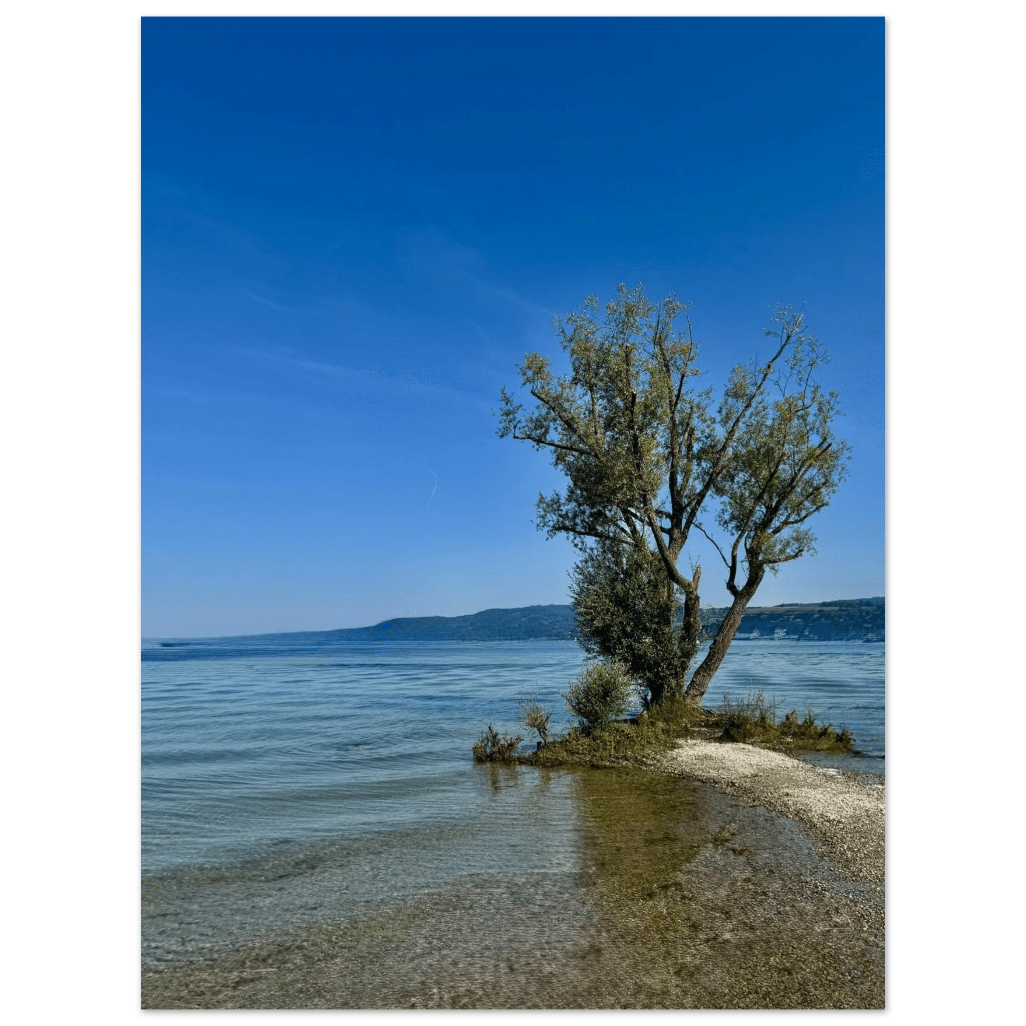 Aluminum wall art print of a majestic tree on a European lake, part of the Nature-Inspired Travel Collection, Studio Edition.
