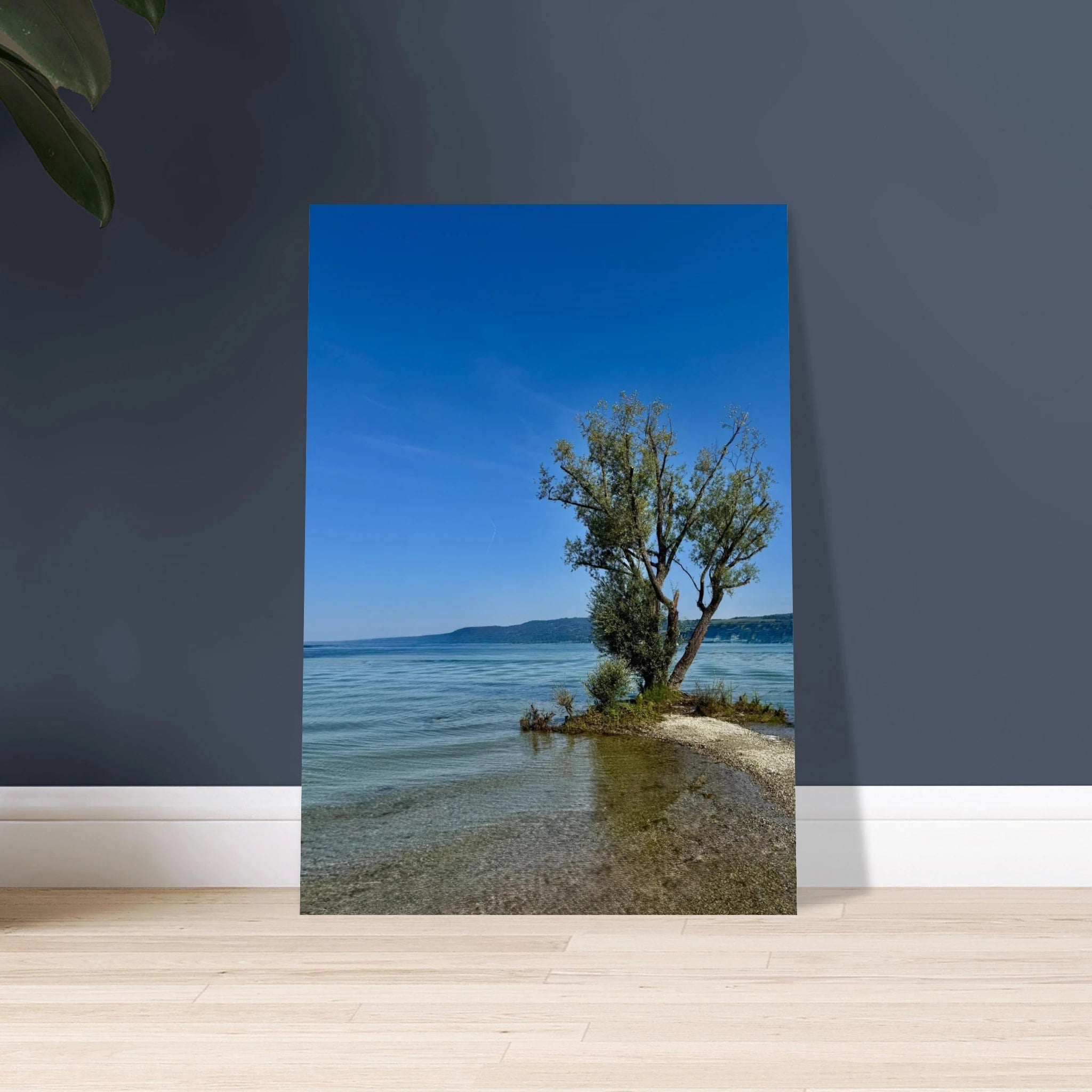 Aluminum print of a majestic tree by a European lake, nature-inspired wall art from the Travel Collection, studio edition.