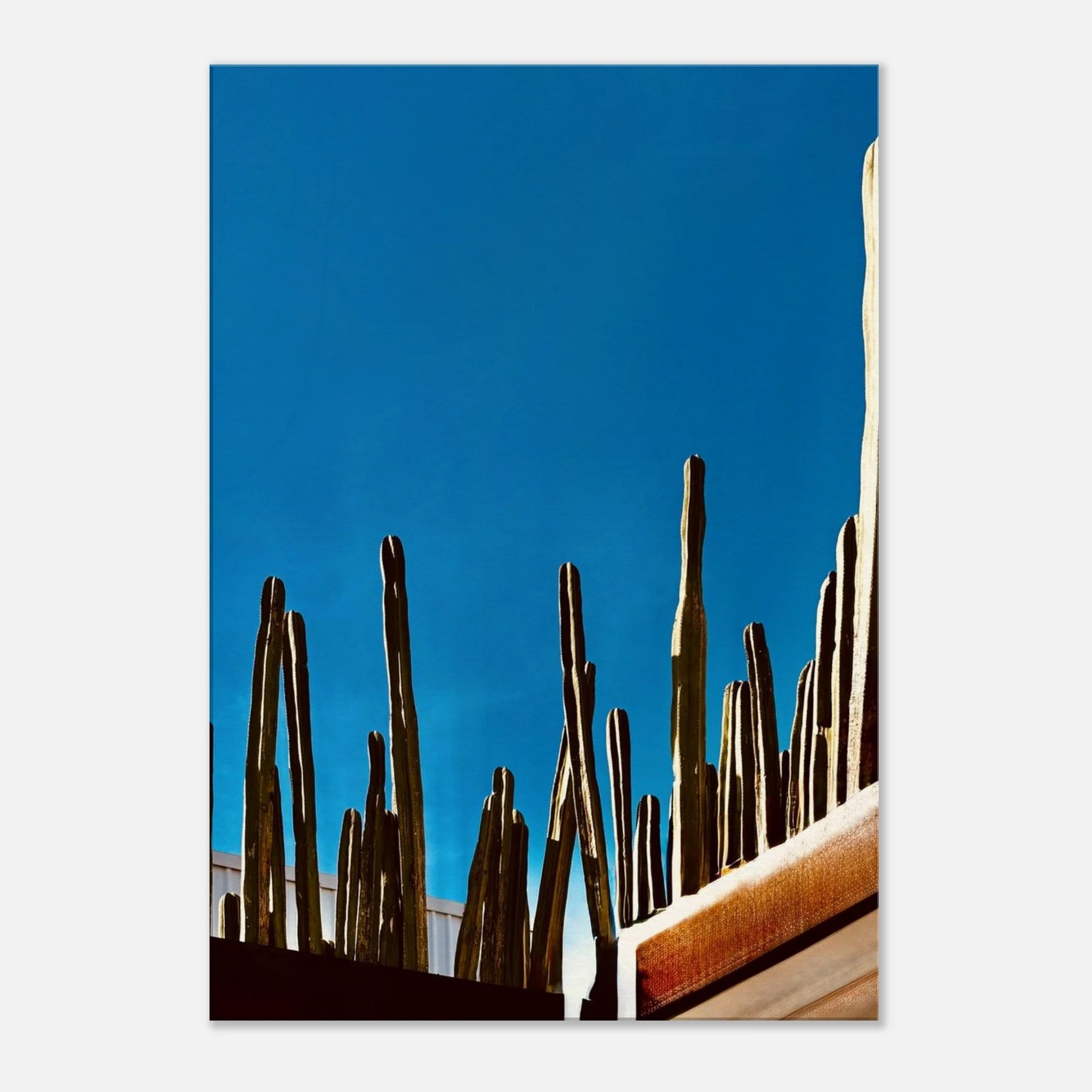 Canvas print of Mexico cactus family on rooftop, from My Store's Spring 26 travel collection, 20x30 cm artwork.