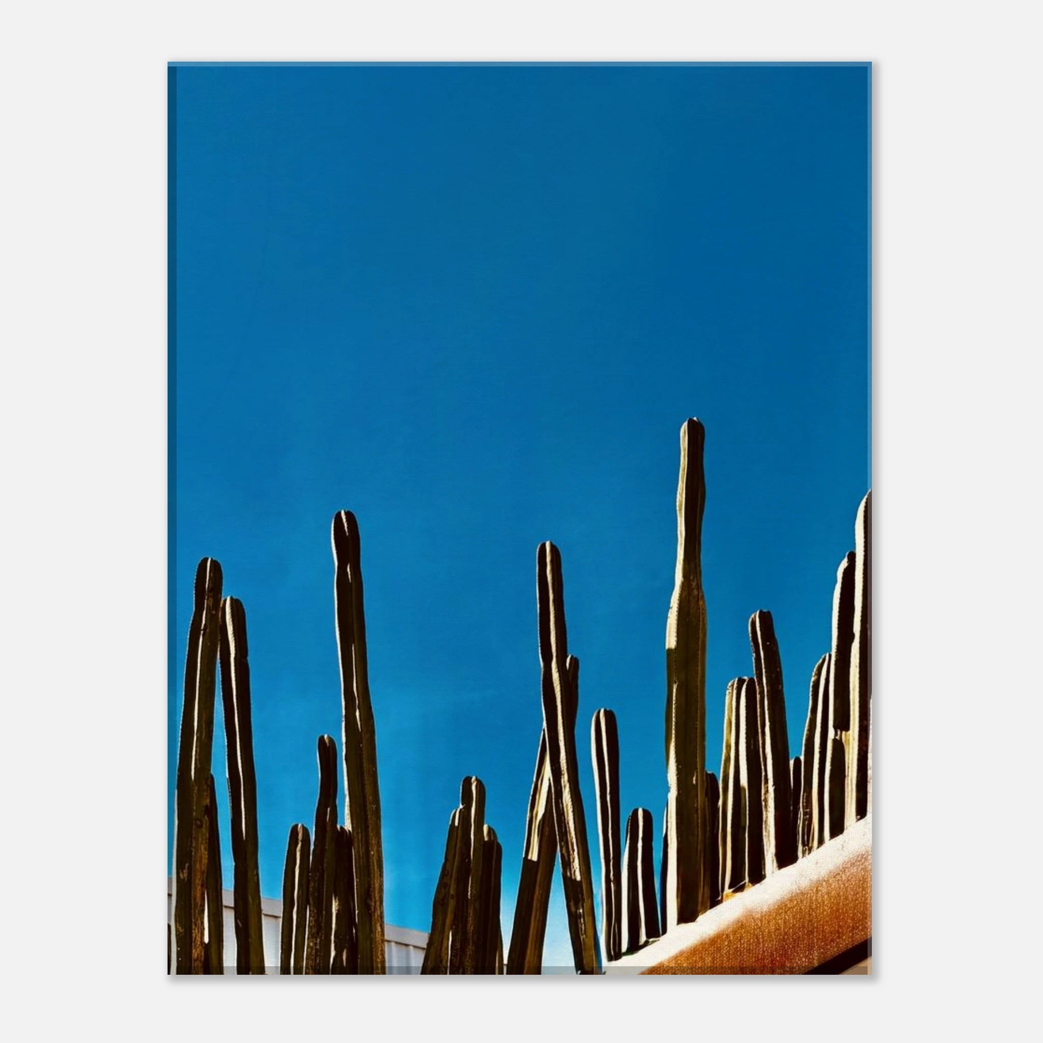 Canvas artwork print of Mexico cactus family on rooftop from the Travel Collection, Studio Edition, featuring vibrant desert scenery.