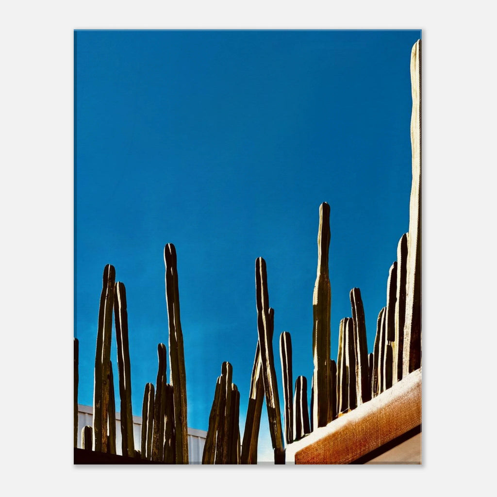 Canvas artwork print of Mexico Cactus Family on rooftop, part of the Travel Collection Studio Edition, Spring 26.