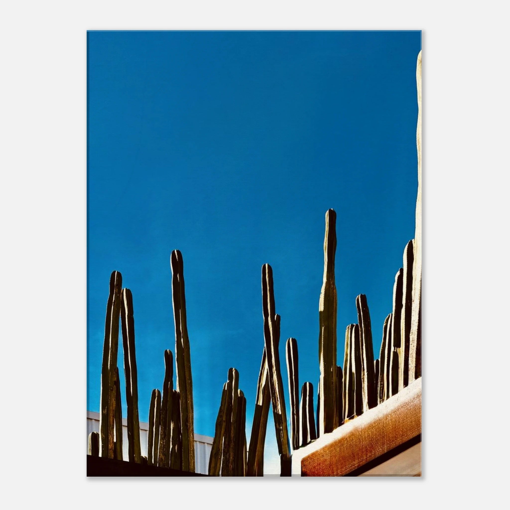 Mexico cactus family on rooftop canvas artwork from the Travel Collection, studio edition, spring 2026, printed on high-quality material.