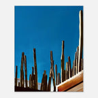 Mexico cactus family rooftop canvas artwork print from the Travel Collection Studio Edition depicting desert plants in vibrant colors.