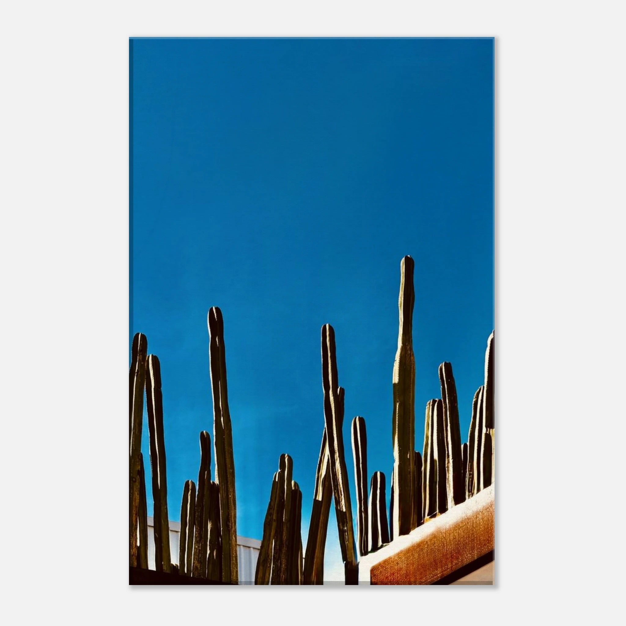 Canvas print of Mexico cactus family on rooftop, part of the Travel Collection Studio Edition, Spring '26, by My Store.