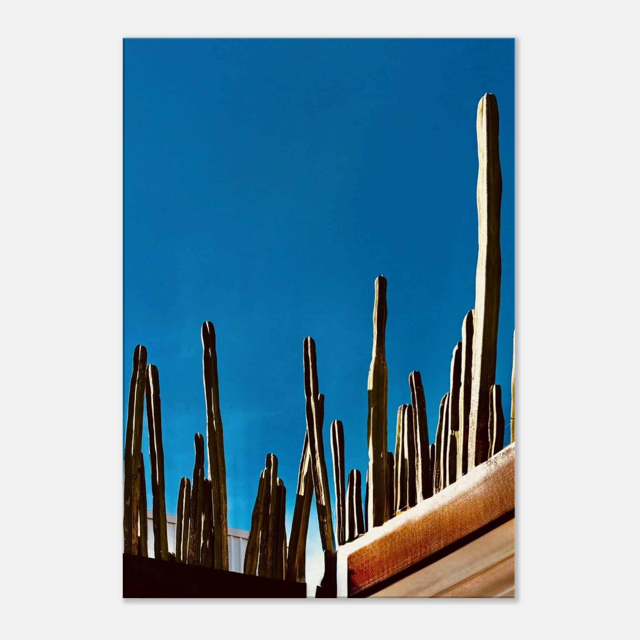 Canvas print of Mexico Cactus Family on rooftop, part of My Store's Travel Collection Studio Edition, Spring 26, 20x30 cm.