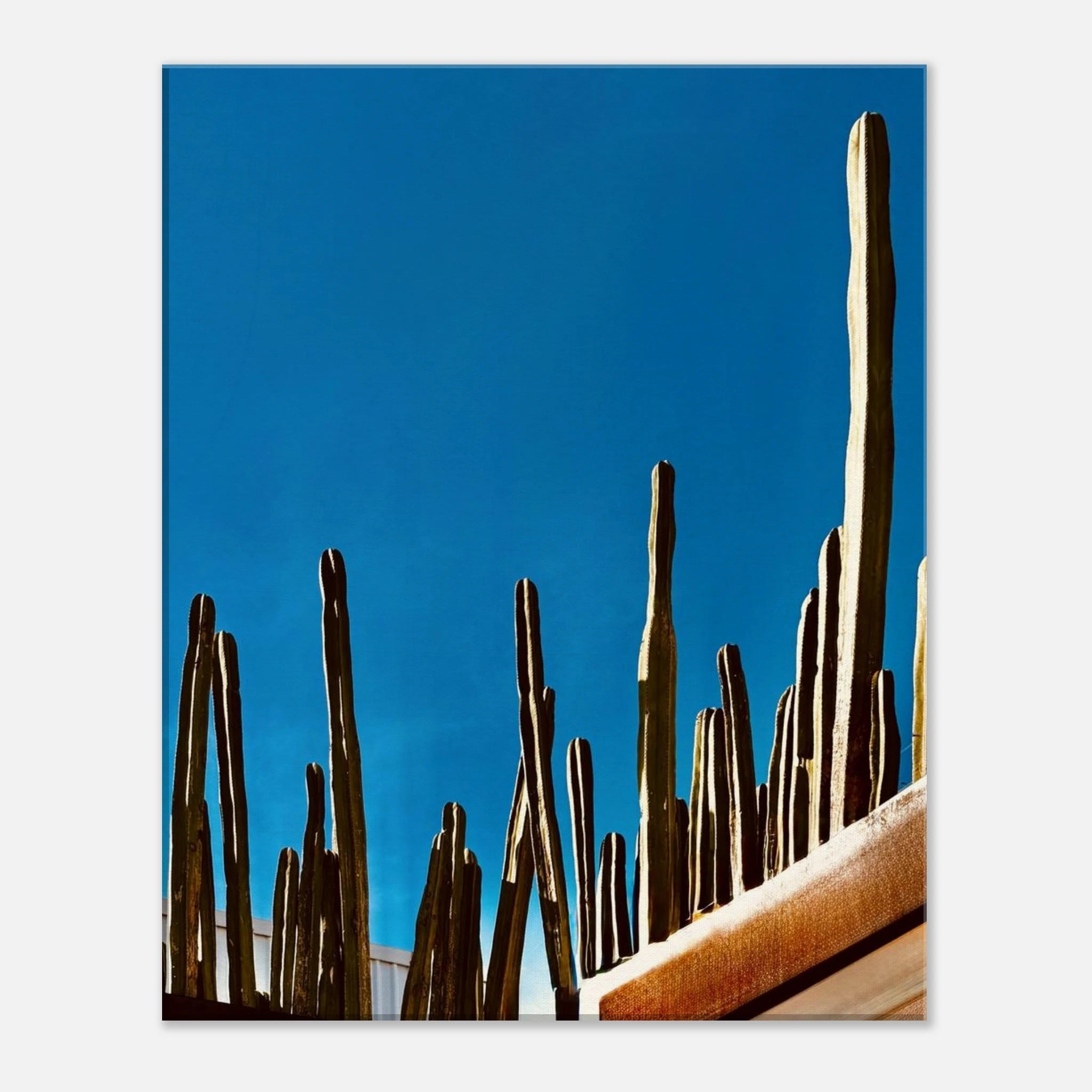 Canvas artwork print featuring a cactus family scene on a rooftop, part of the Mexico Travel Collection, Studio Edition.