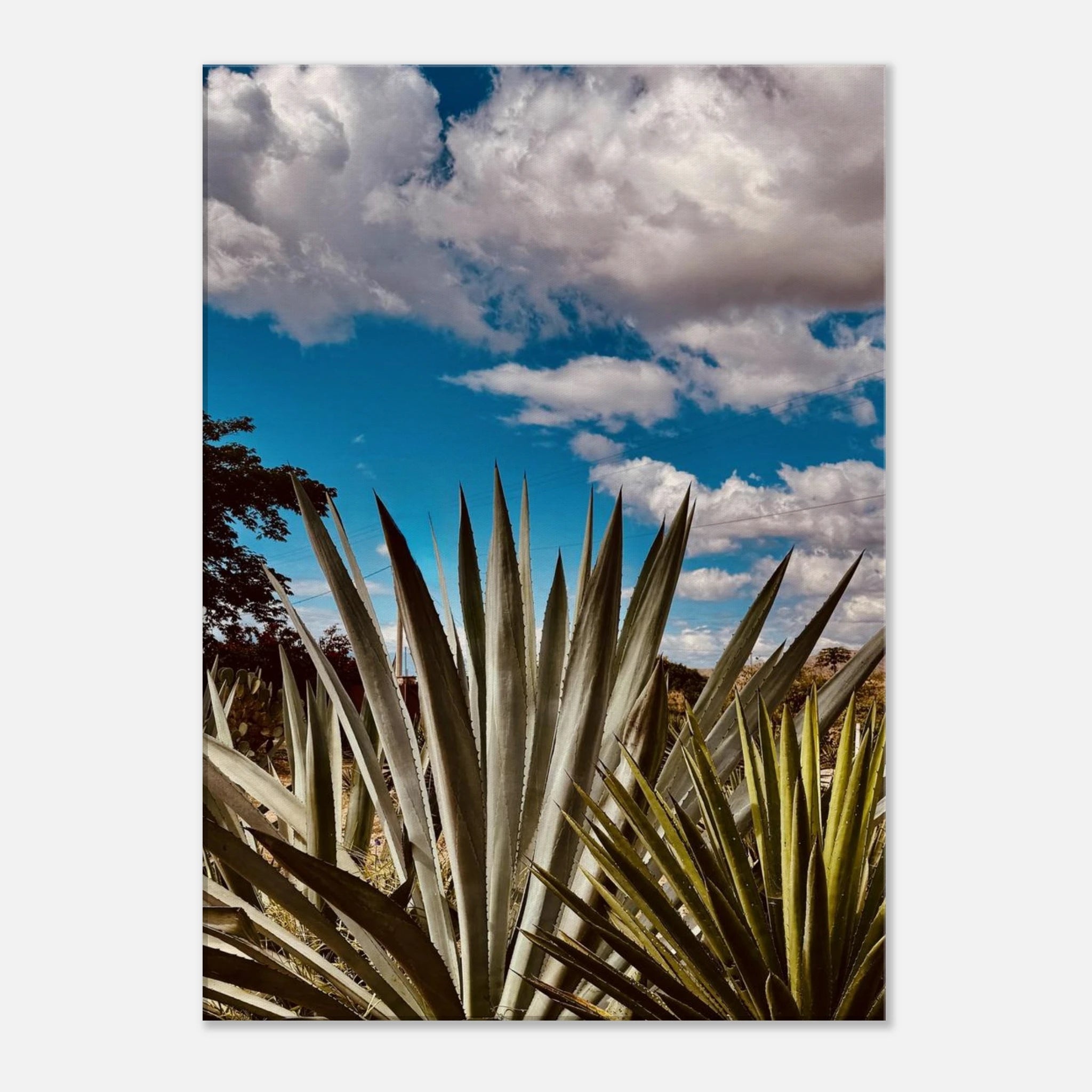 Oaxaca Desert canvas artwork featuring a mezcal plantation from the travel collection, Studio Edition, Spring '26.