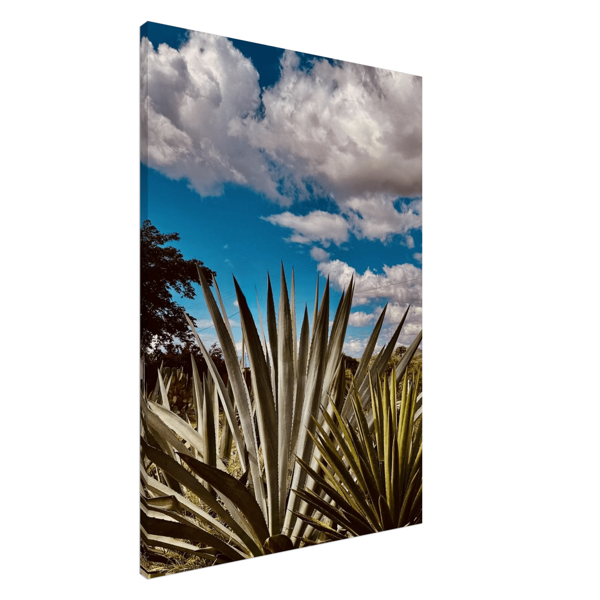 Canvas artwork depicting the Oaxaca Desert mezcal plantation from the travel collection, Studio Edition, Spring '26.
