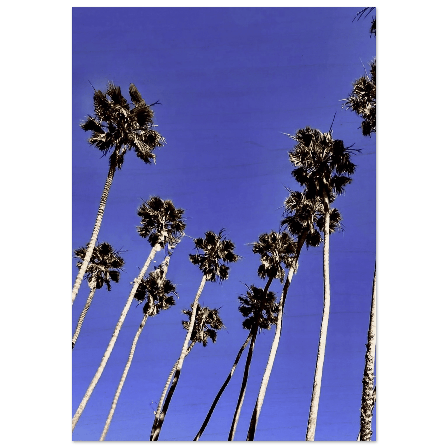 Palm Tree Colony Wooden Print - Santa Barbara Series | Rustic FSC - Certified Birch Art Decor. California Wooden Art: Studio Edition: Spring' 26 - CaliCuration