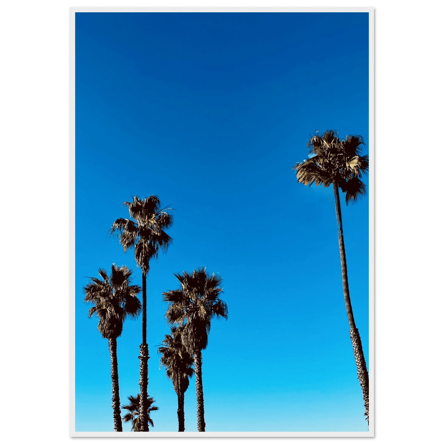 Santa Barbara Palm Tree Magic - Premium Semi - Glossy Paper: Wooden Framed Poster, California Poster Art - Studio Edition: Spring '26 - CaliCuration