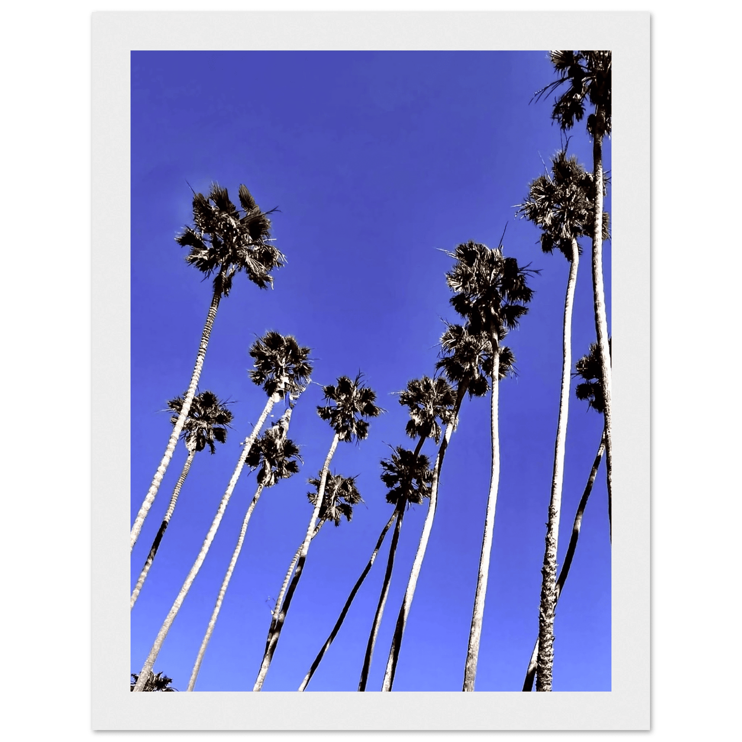 Southern California Palm Tree Family Wooden Framed Poster: California Poster Art, Studio Edition: Spring '26 - CaliCuration