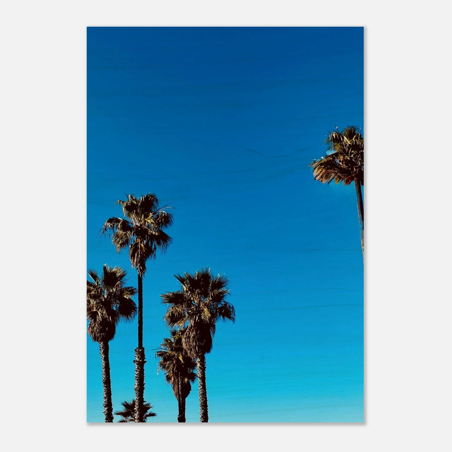 Wood - Print Palm California Artwork – Rustic FSC - Certified Birch on Cool Blue Sky. California Wooden Art: Studio Edition: Spring' 26 - CaliCuration